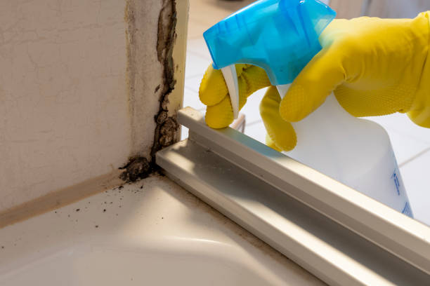 Best Kitchen Mold Remediation in Country Homes, WA