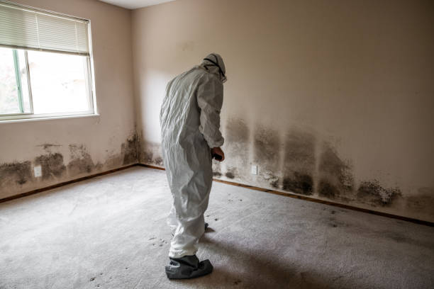 Best Post-Flood Mold Remediation in Country Homes, WA