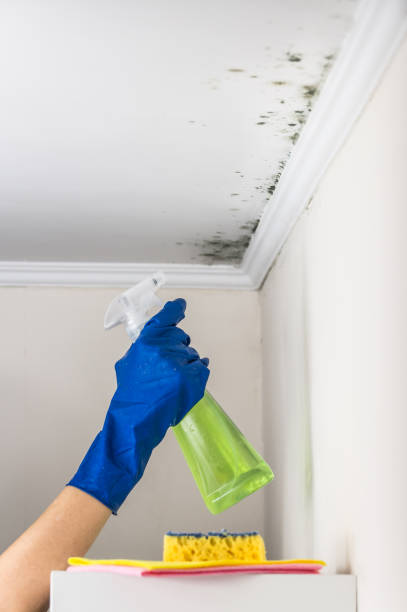 Best DIY Mold Remediation Support Services in Country Homes, WA