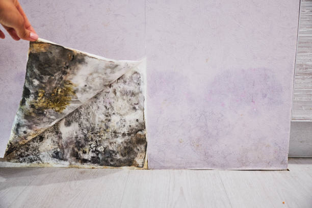  Country Homes, WA Mold Removal Pros